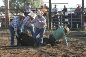 Team Branding a Calf